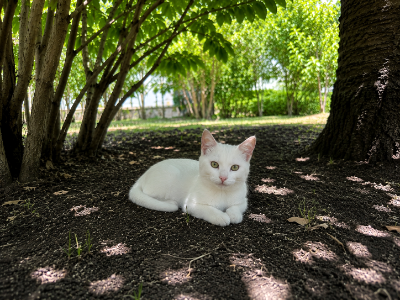 Katze im Schatten
