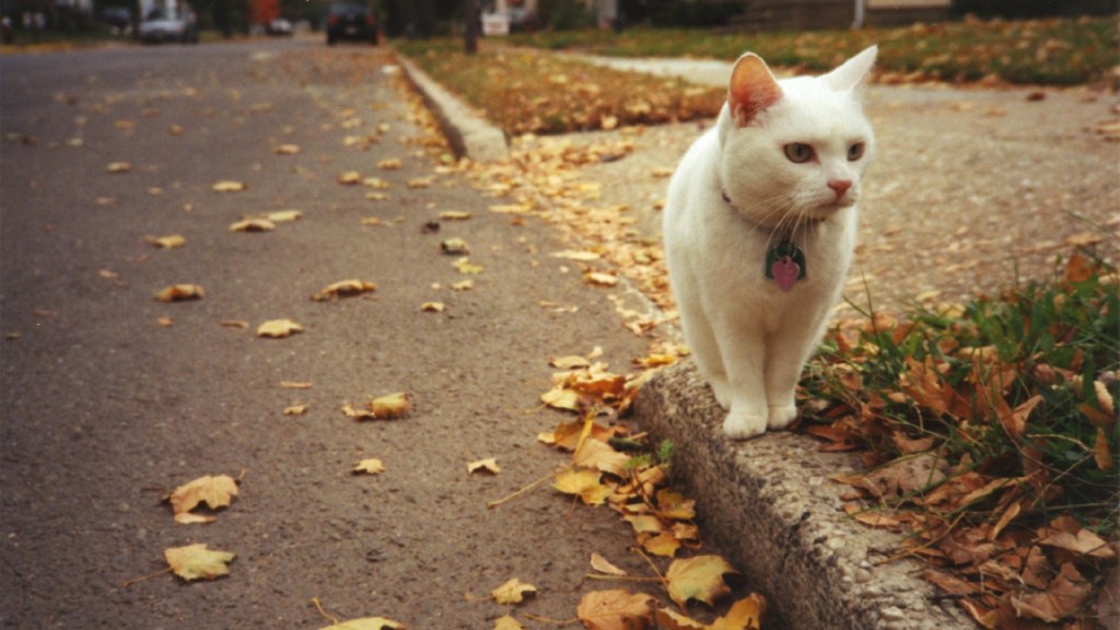 Herbstkatze