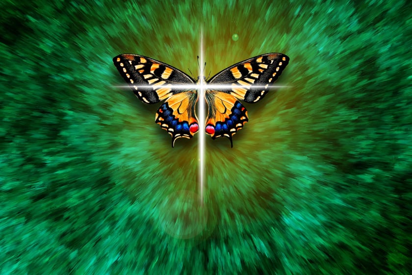 Schmetterling Branca