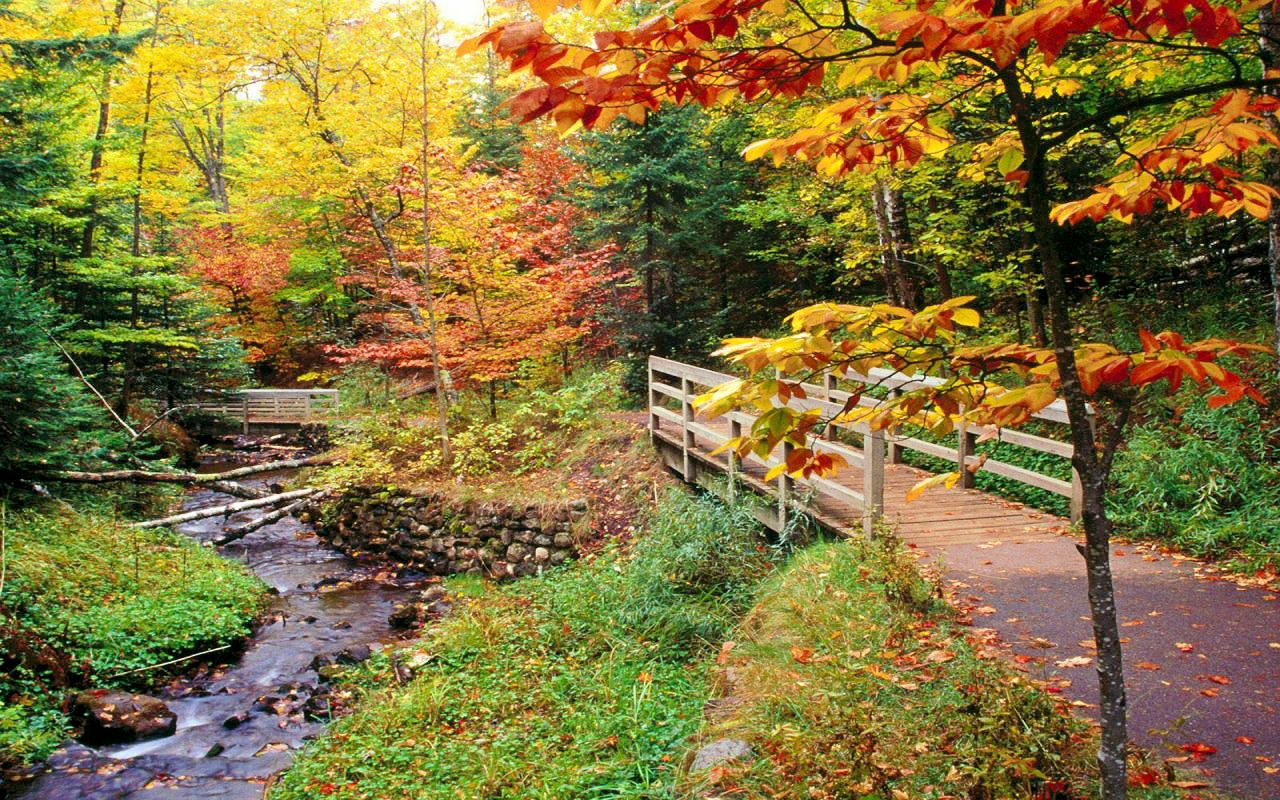 Herbstwald