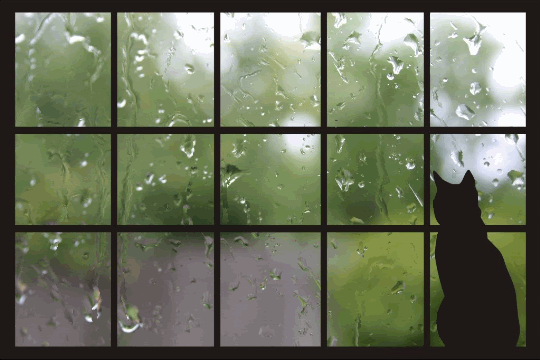 Regenkatze am Fenster